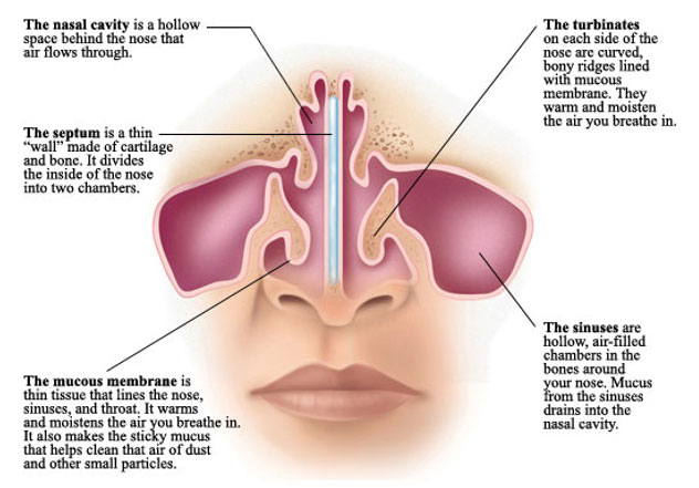 inside the human nose